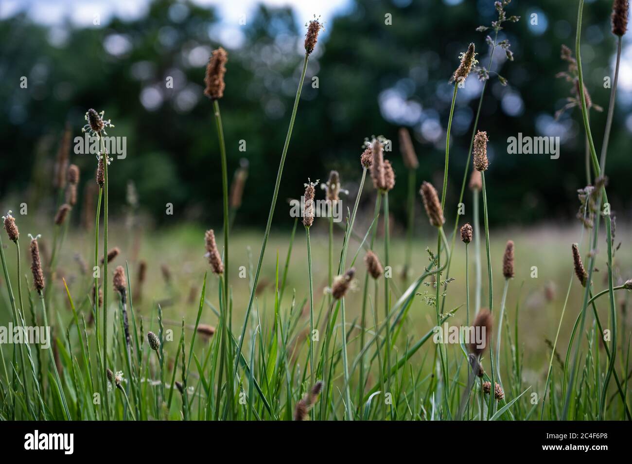 Selective focus of eleocharis palustris in a field under the sunlight with a blurry background Stock Photo