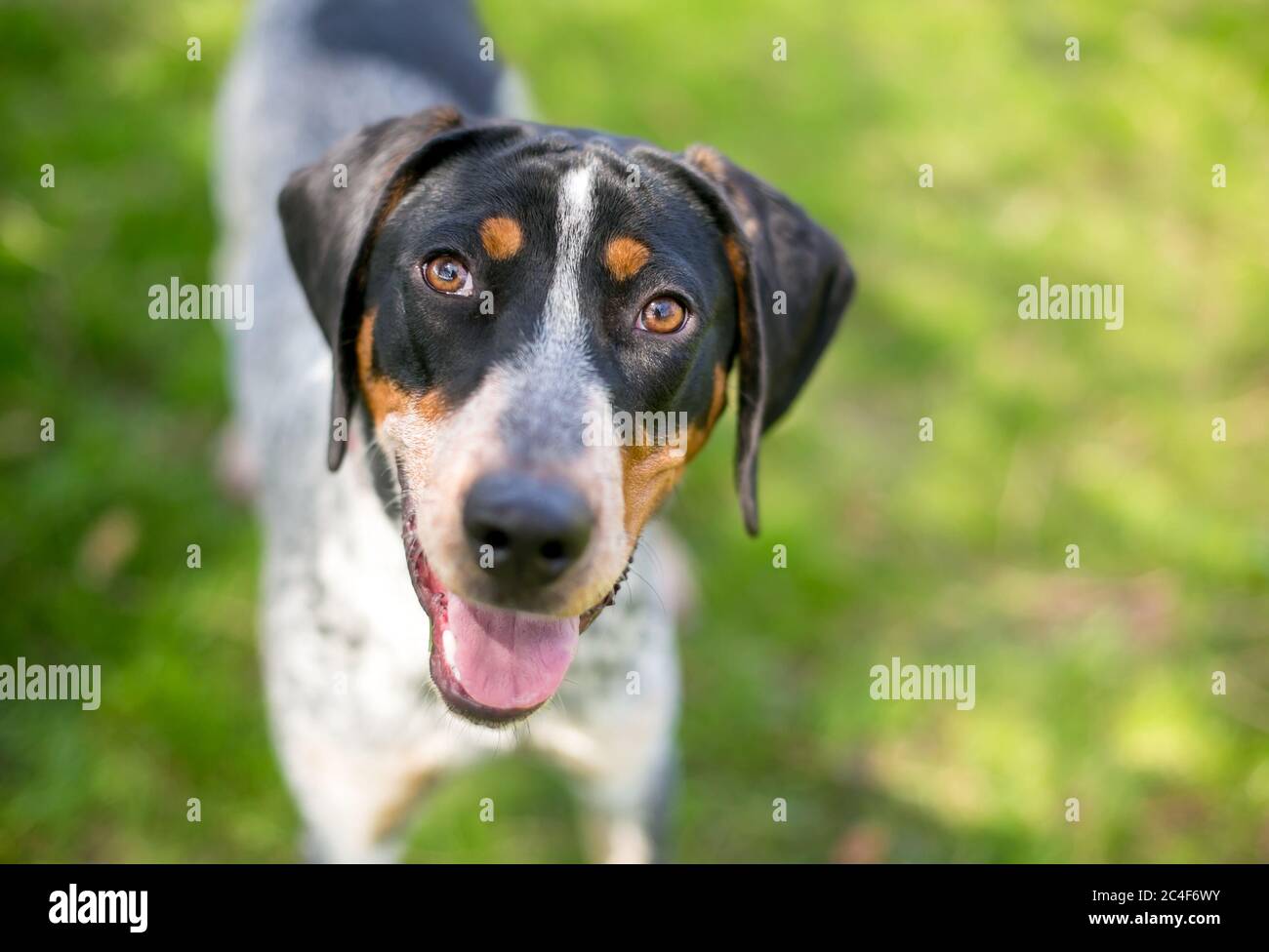 Bluetick Hound High Resolution Stock Photography And Images Alamy