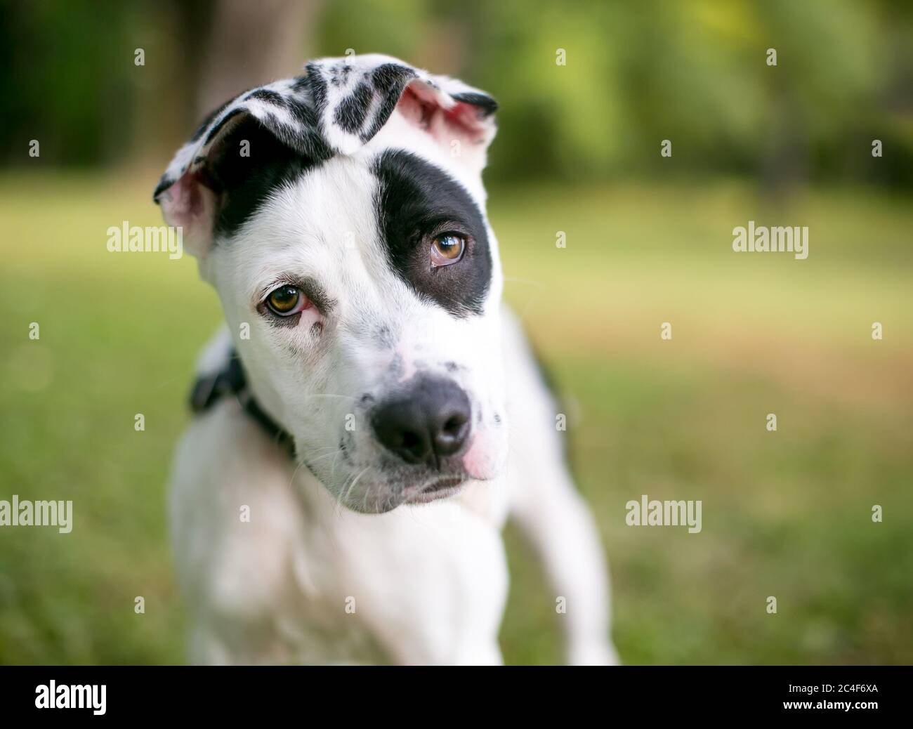 A black and white spotted puppy with floppy ears looking at the camera