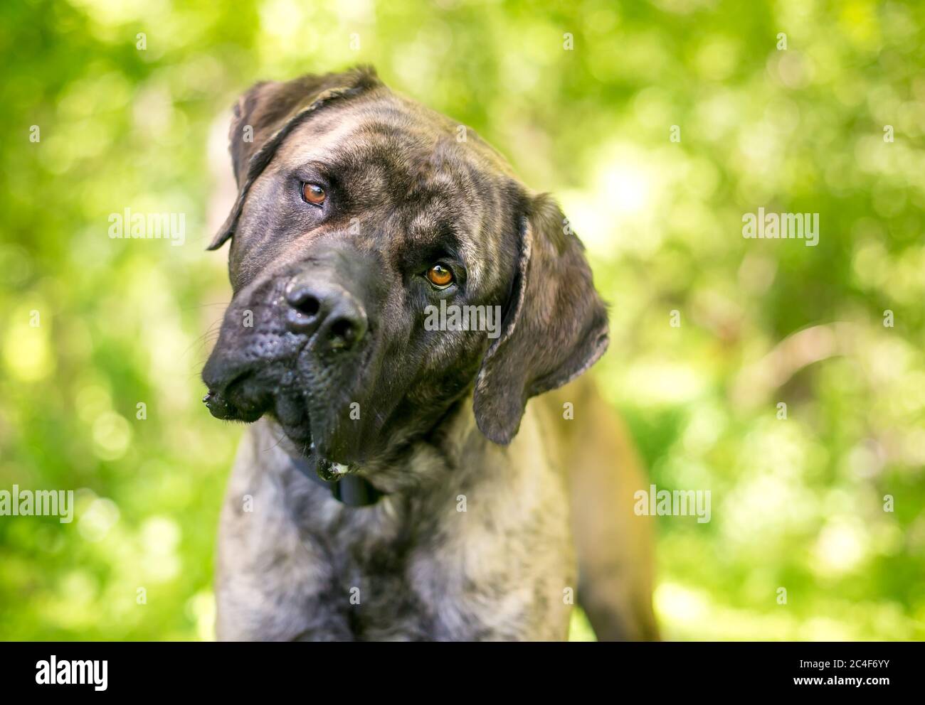 A brindle Cane Corso Italian Mastiff dog looking at the camera and listening with a head tilt Stock Photo