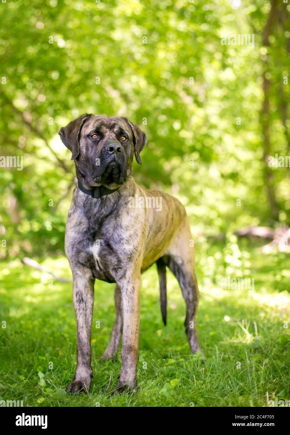 A brindle Cane Corso Italian Mastiff dog standing outdoors and looking into the distance Stock Photo