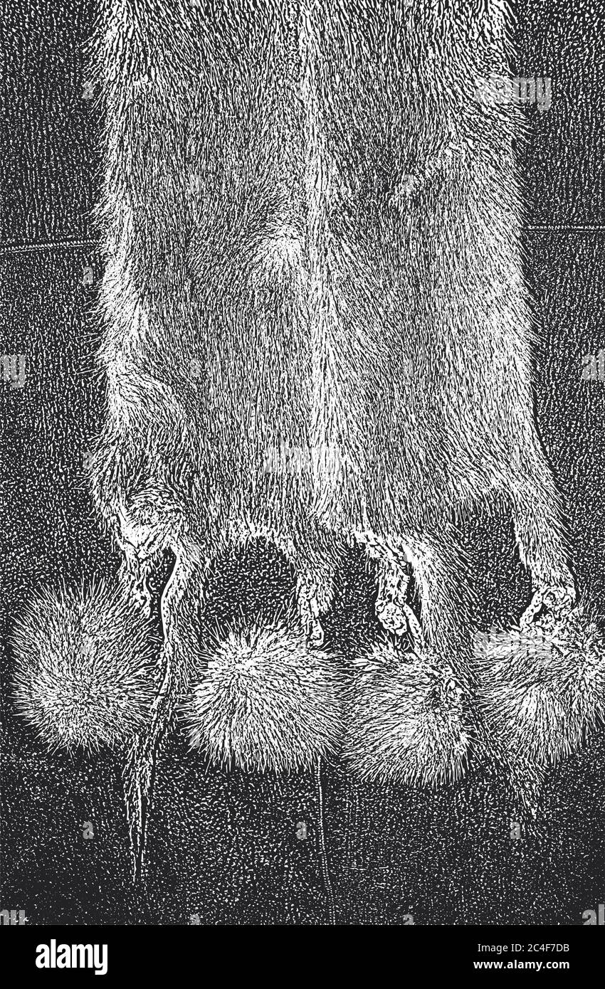 Distressed overlay texture of natural fur, grunge vector background ...