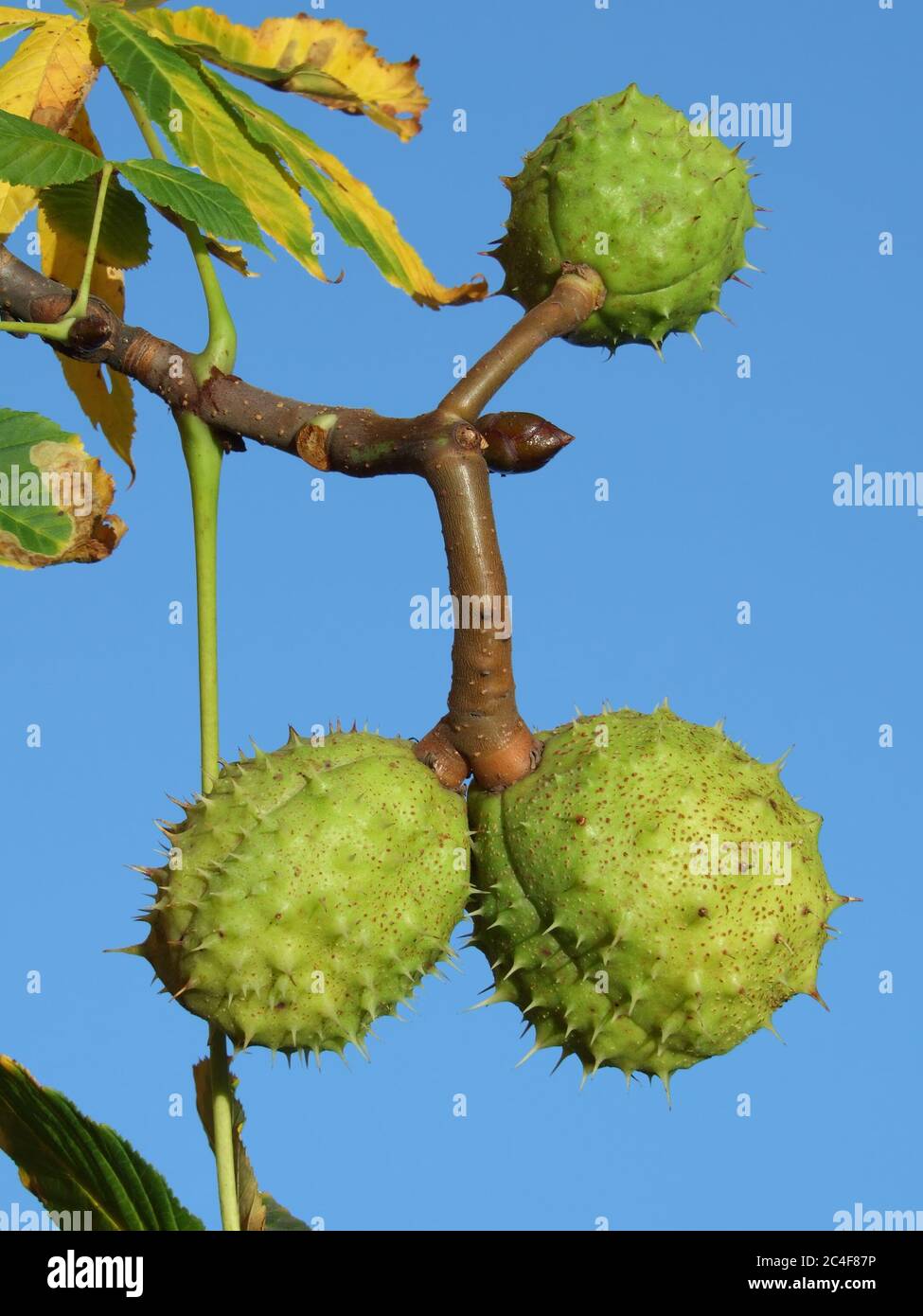 common horse chestnut tree European continental foliage Stock Photo Alamy