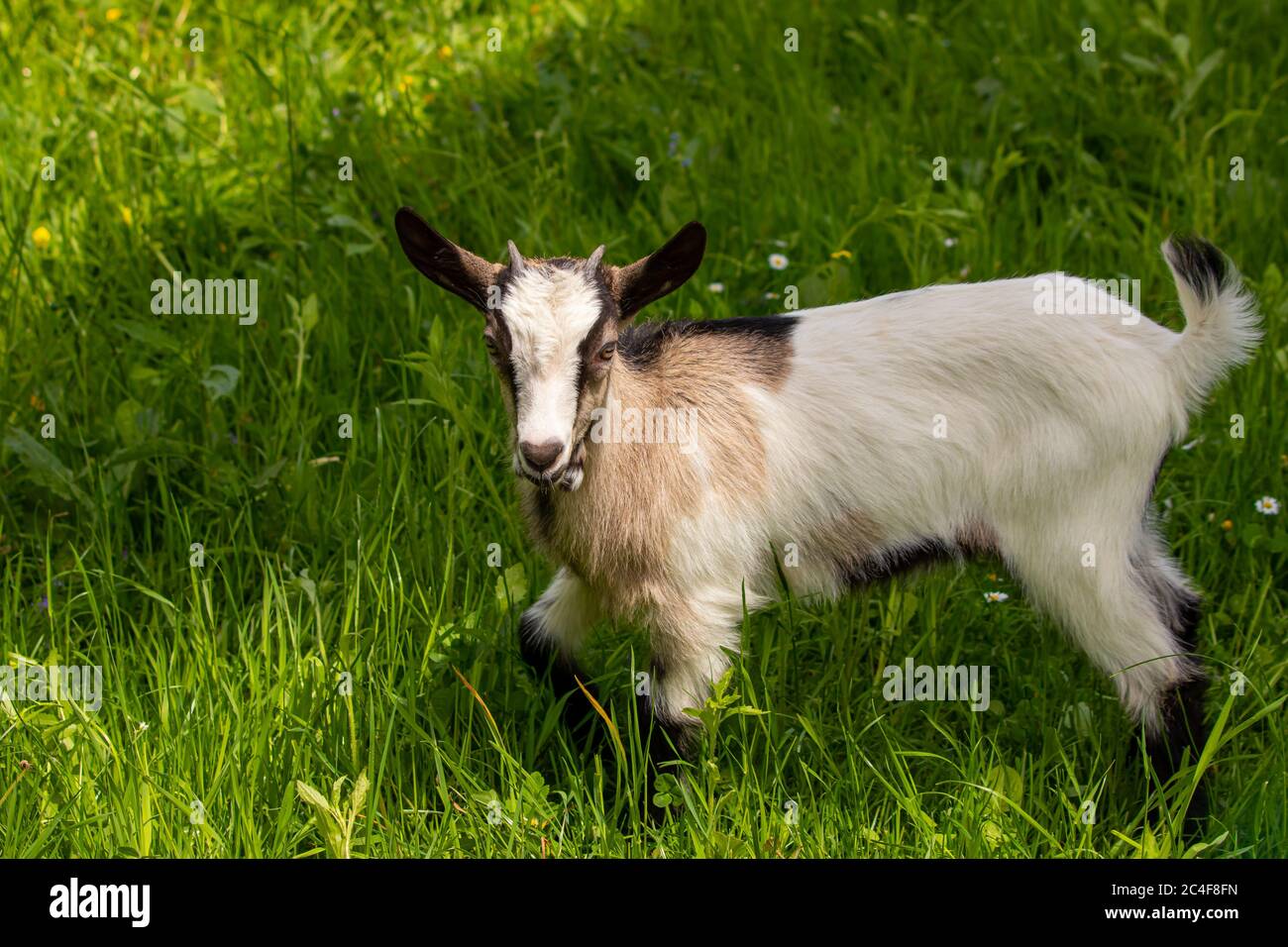 Small brown and white domestic goat Stock Photo