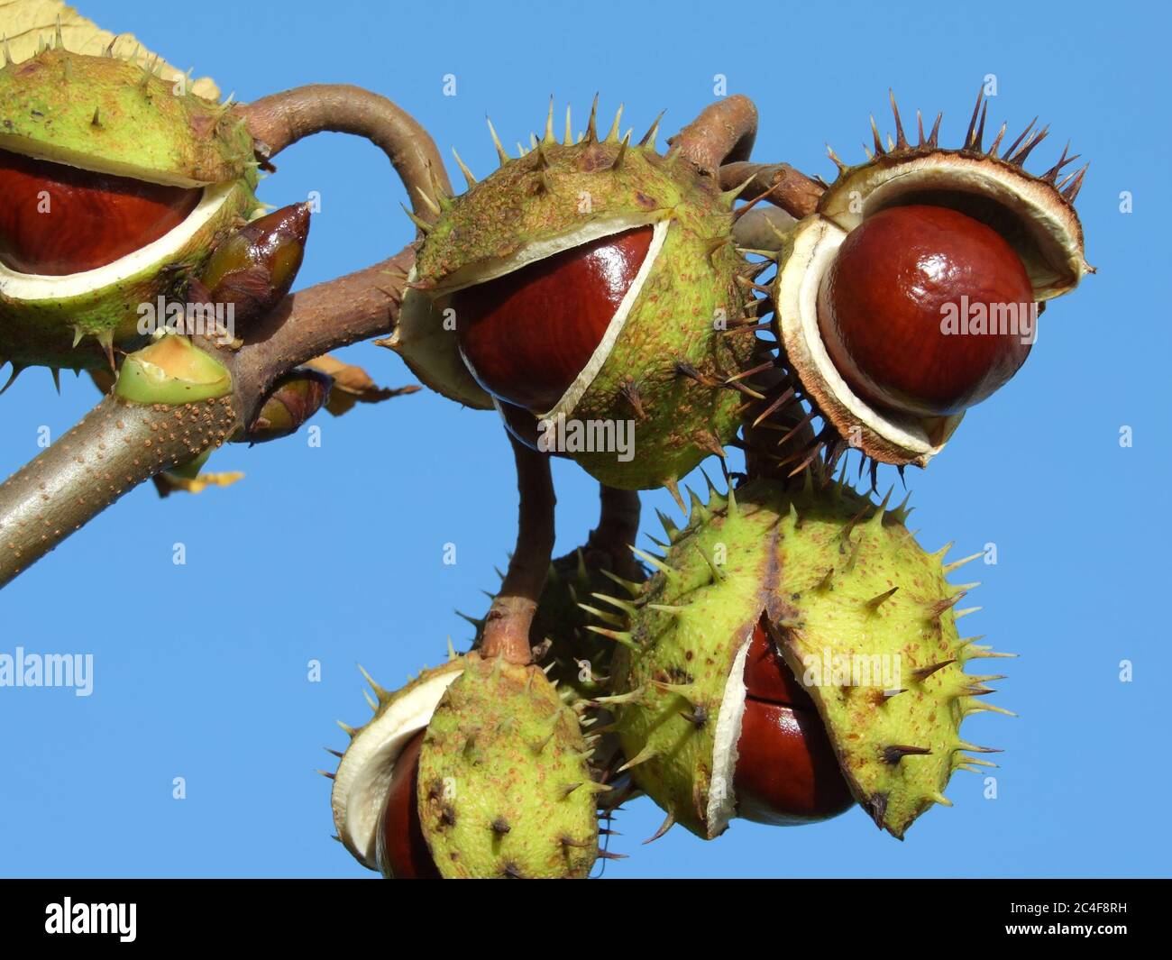 common horse chestnut tree European continental foliage Stock Photo Alamy