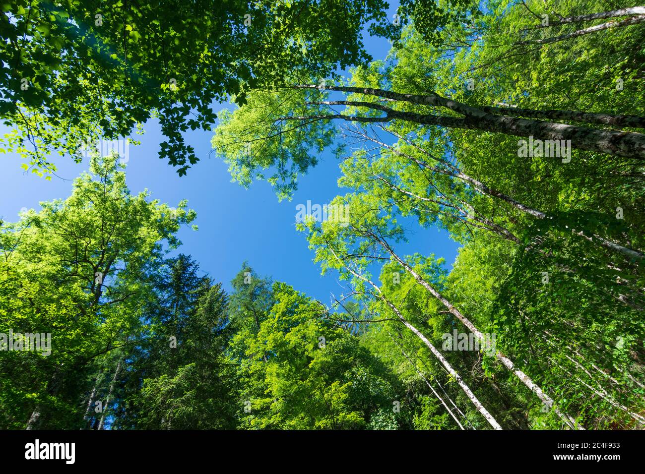 Mixed deciduous forest hi-res stock photography and images - Alamy