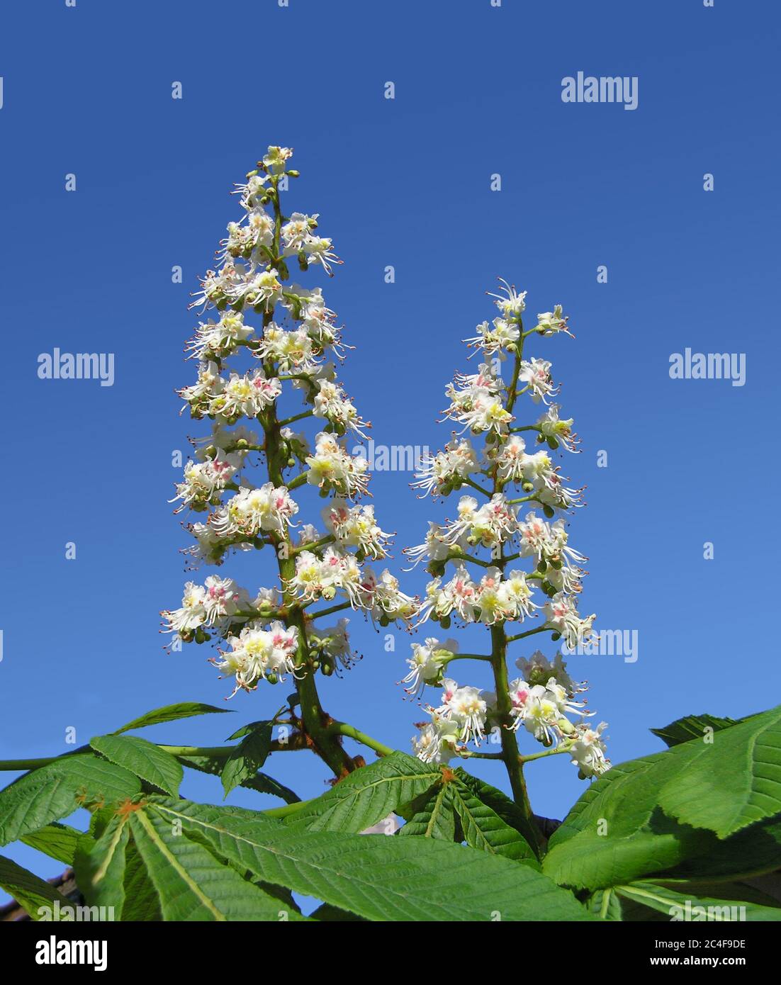 common-horse-chestnut-tree-european-continental-foliage-stock-photo-alamy