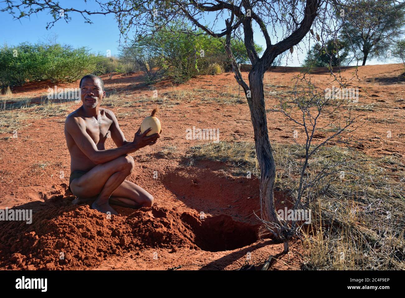 Kalahari Namibia Jan 24 2016 Bushmen Hunter Takes An Ostrich Egg With Water San People