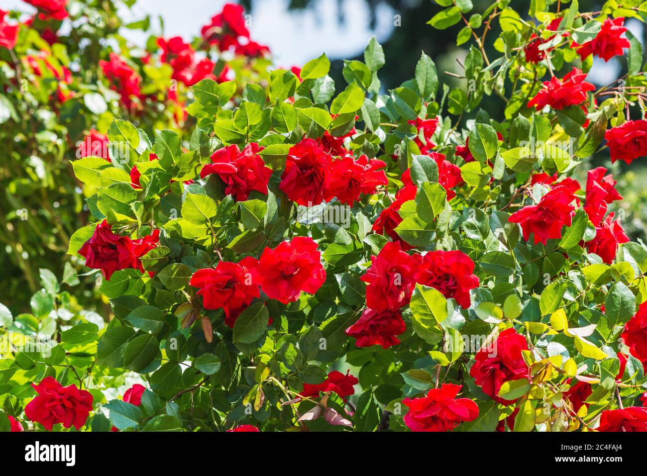 Rose Europeana - abundantly blooming floribunda. It blooms in semi-double or terry cup-shaped rosettes about 7-8 cm in diameter of a very pure red col Stock Photo