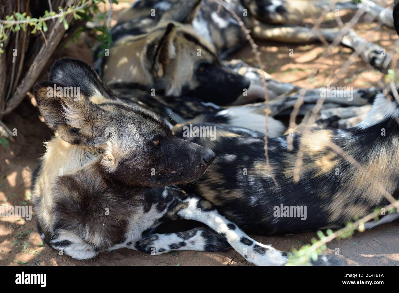 Group of the African Wild Dogs resting in shadow in the bushveld