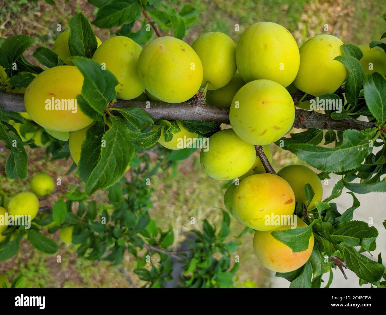 plum fruits ripen on a branch a good harvest Stock Photo Alamy