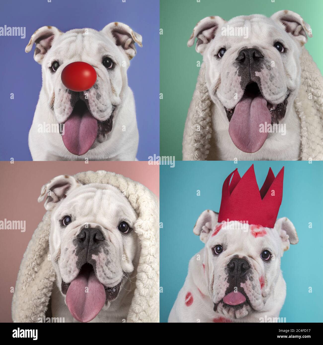 Collage of a funny English bulldog puppy portraits with various background colors Stock Photo