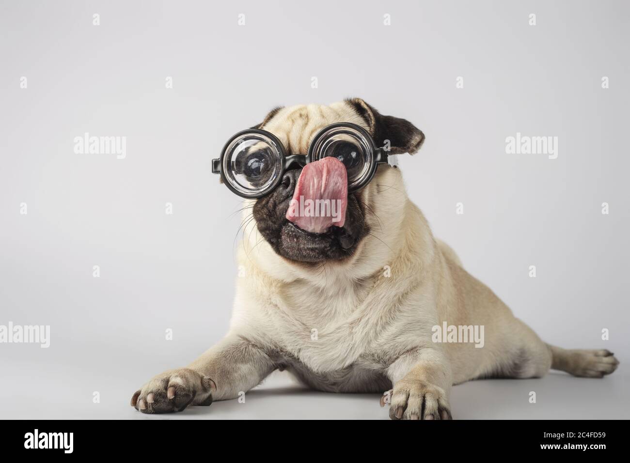 pug licking nose