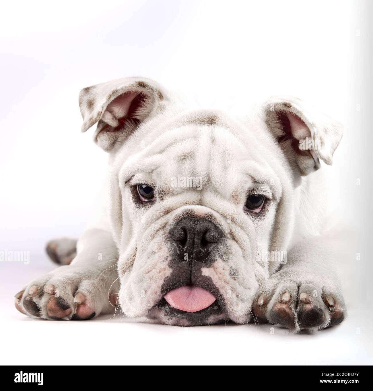 Closeup shot of a lovely English bulldog puppy lying on white background Stock Photo