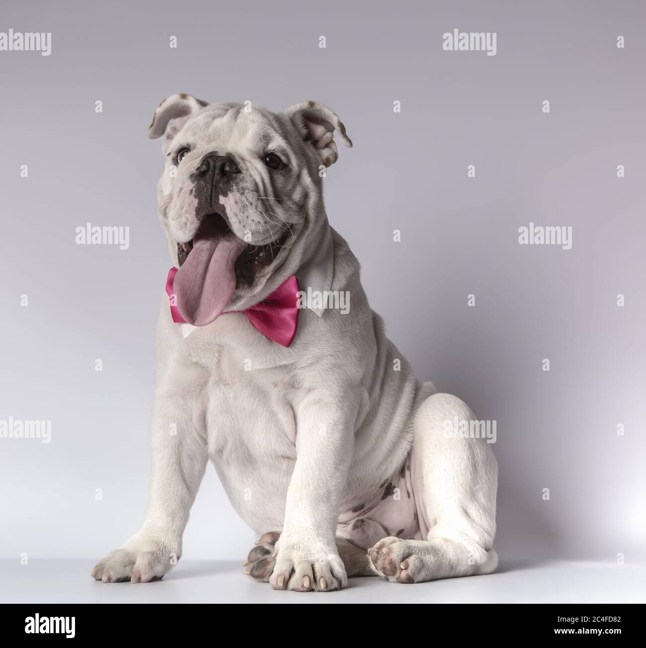 Beautiful English bulldog sitting on a white background with pink bow ...