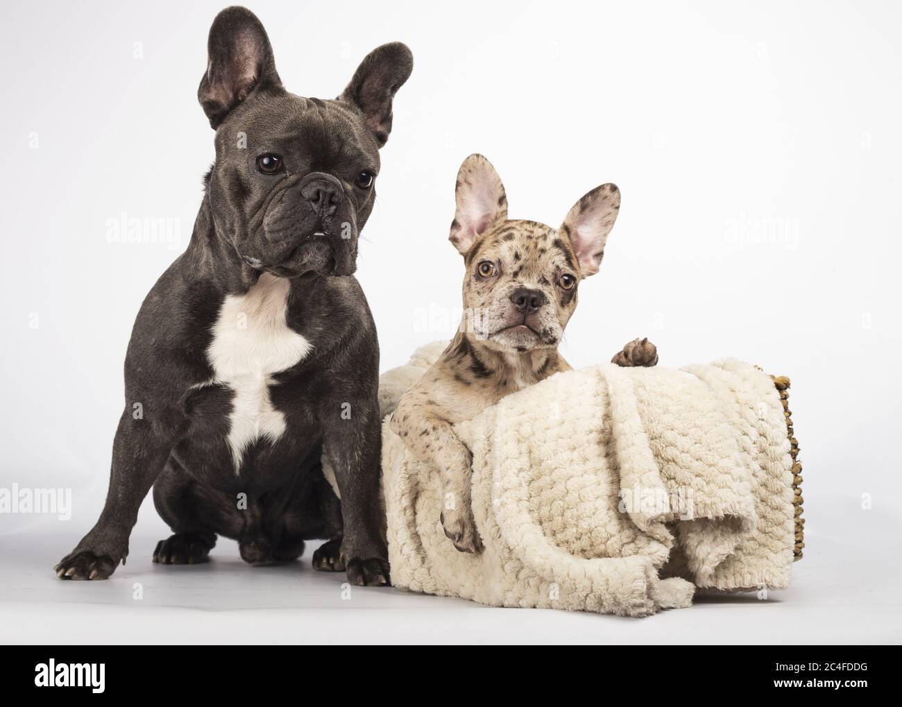 Gray french bulldog sitting near a basket with a blanket and a lovely  bulldog puppy inside Stock Photo - Alamy