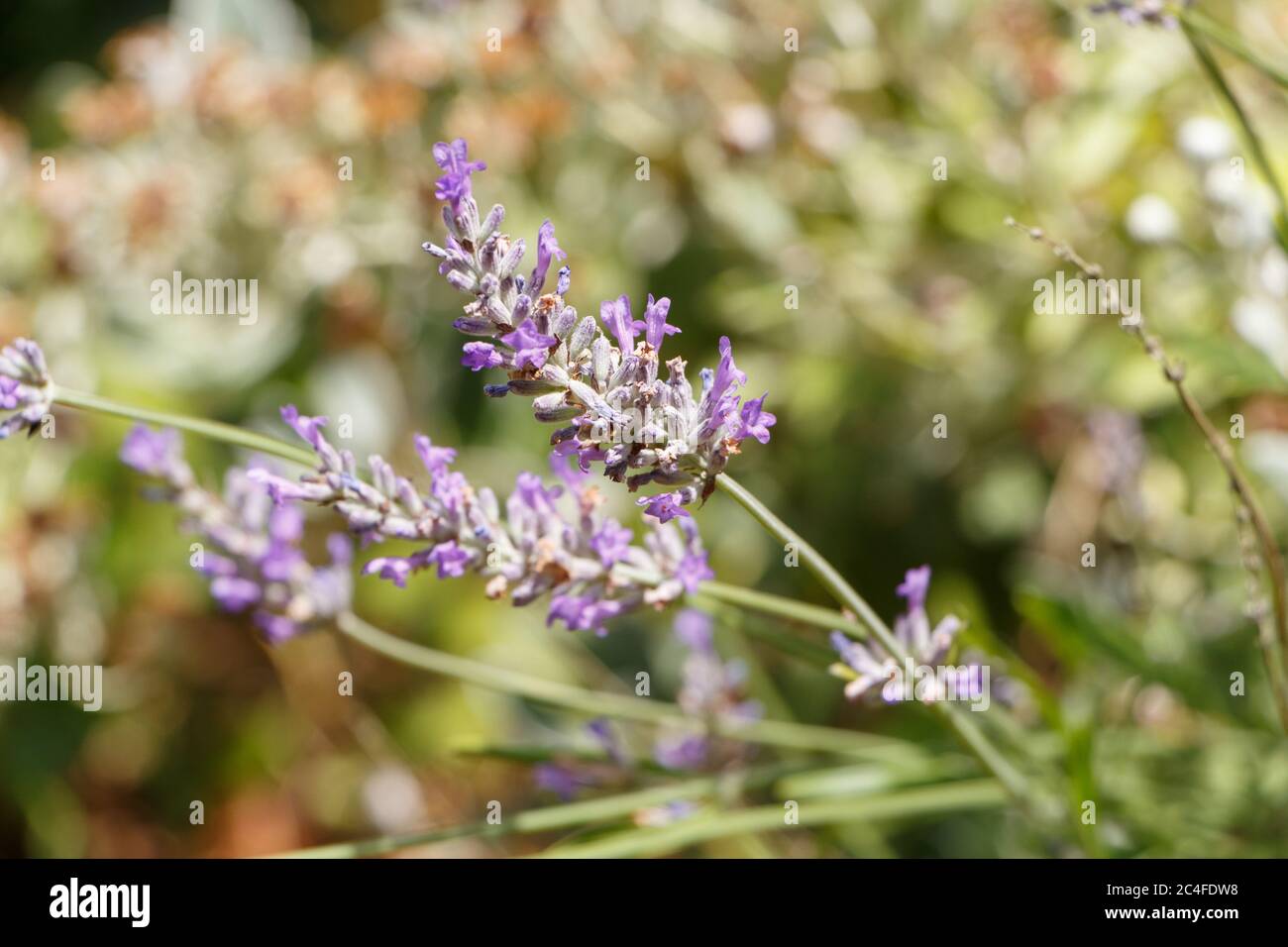 Purple lavender flowers in a garden during summer Stock Photo Alamy