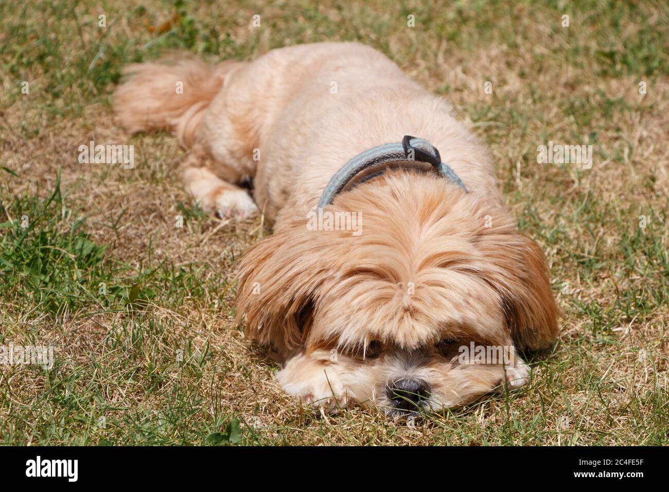 Red lhasa cheap apso