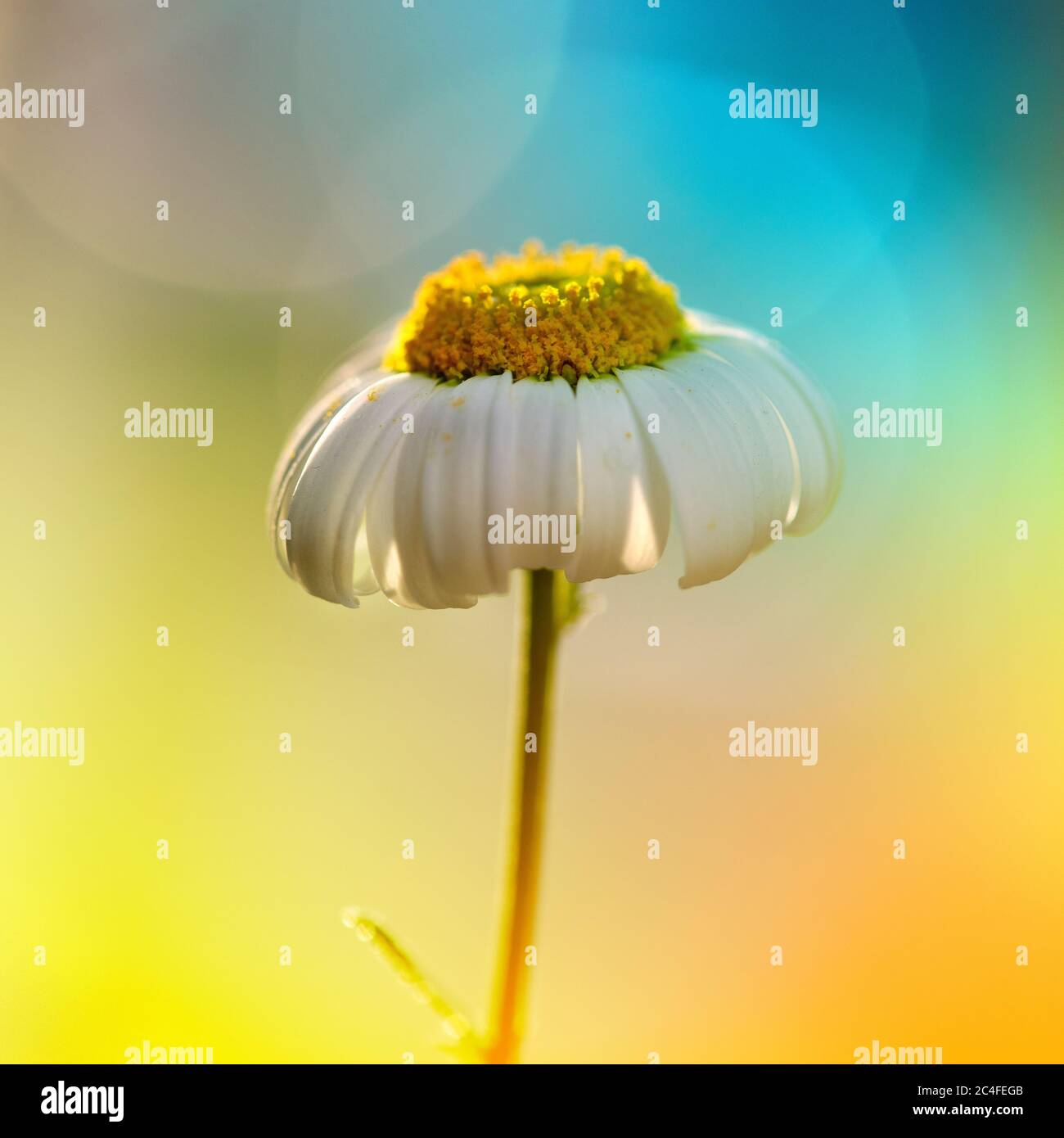 single daisy print Stock Photo