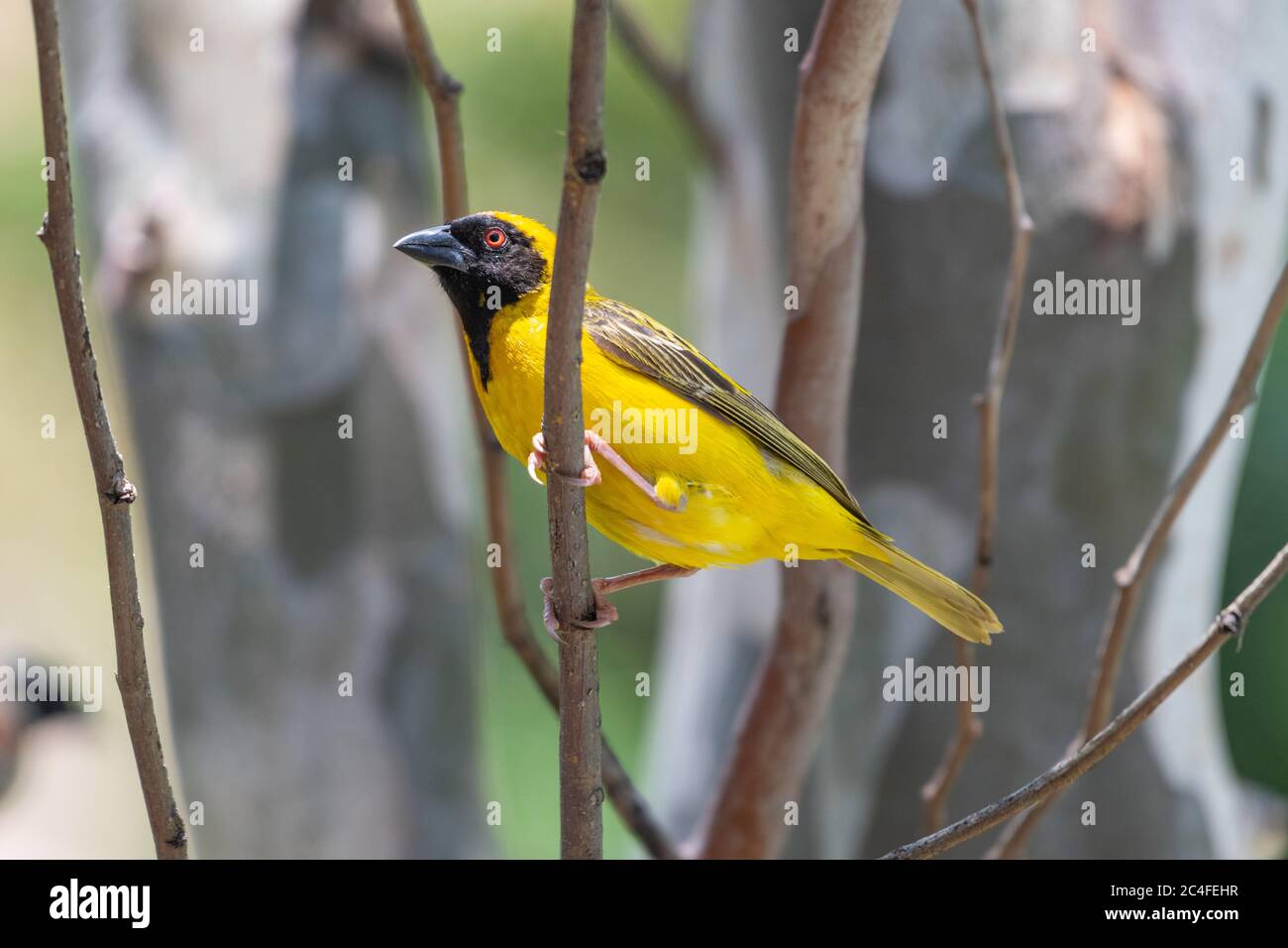 Black billed weaver hires stock photography and images Alamy