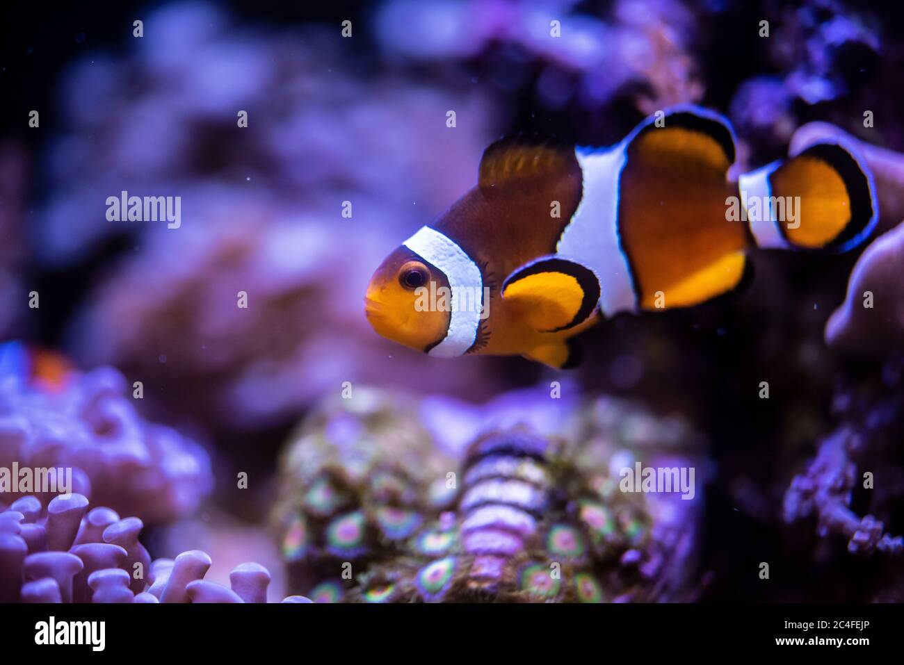 Lone clown fish with coral Stock Photo
