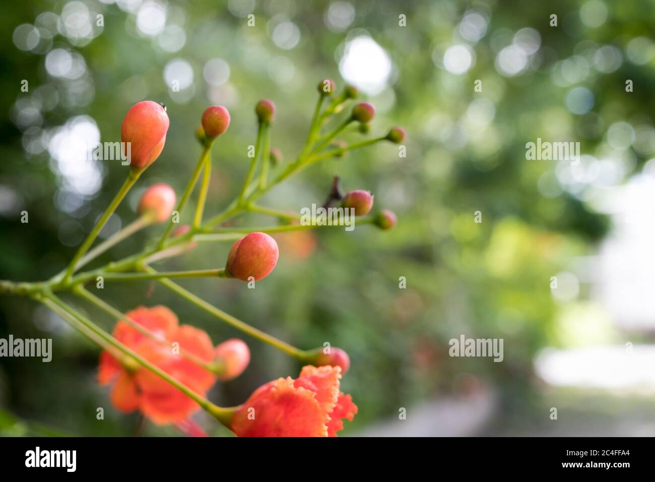 Special background with colors of nature Stock Photo