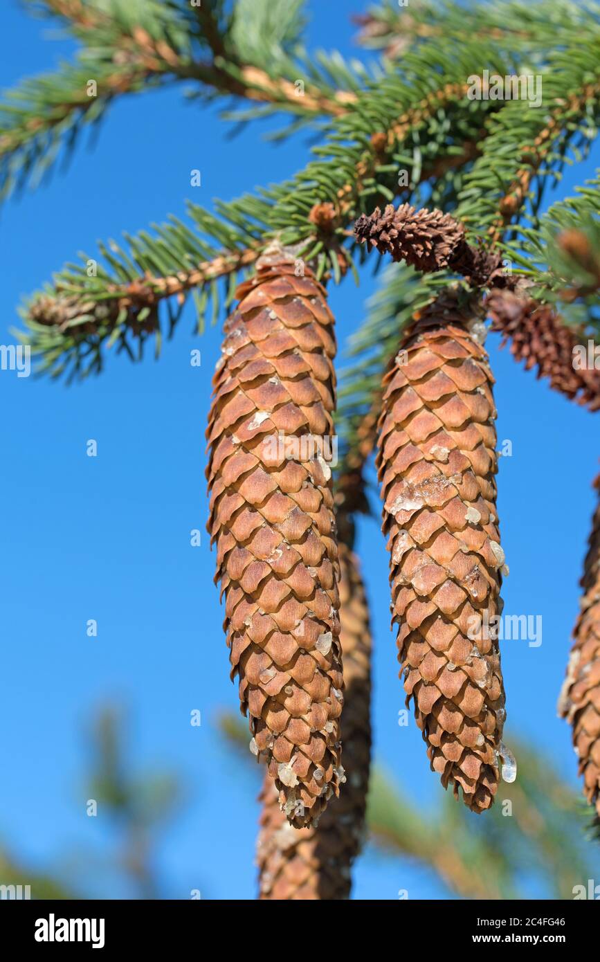 Ripe spruce cones on the tree Stock Photo