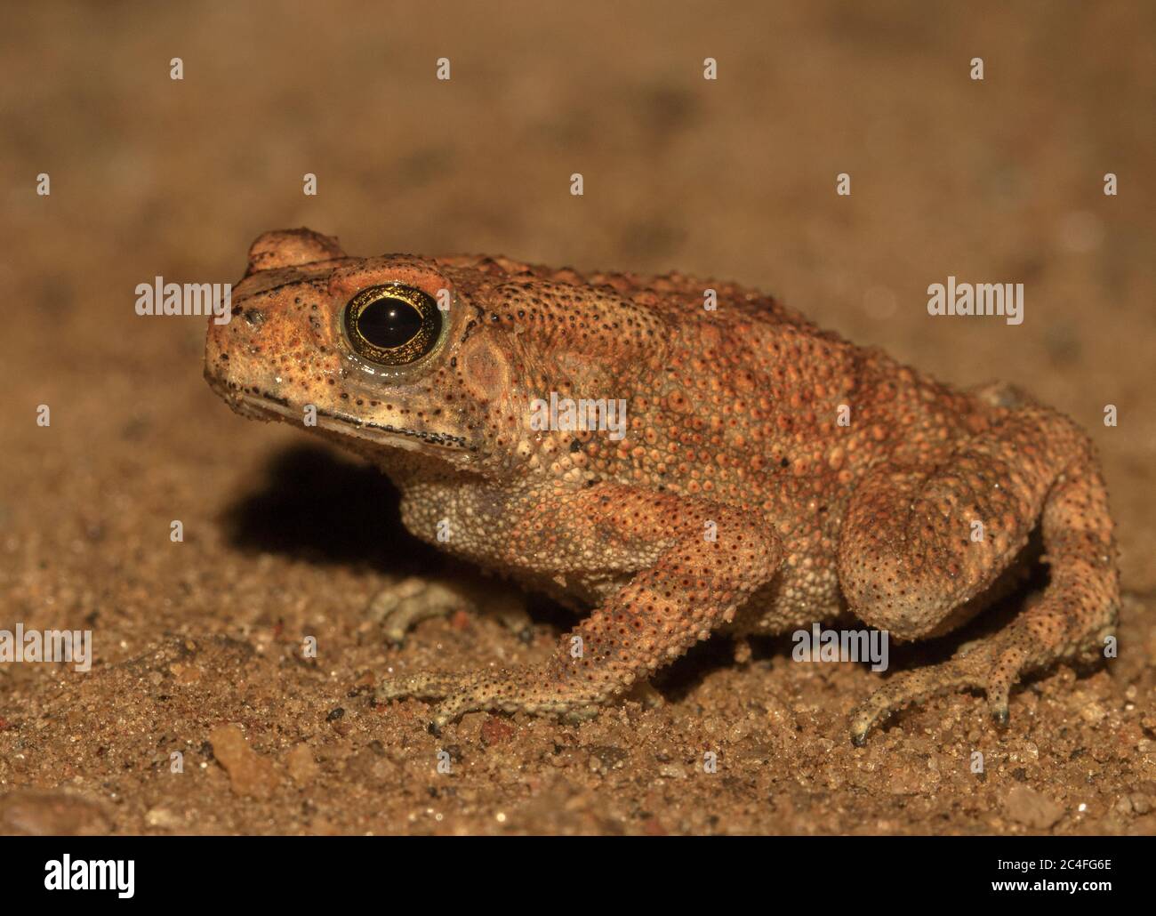 Bufo toad Common Asian Toad; brown toad; cute toad; little frog; Duttaphrynus melanostictus from Sri Lanka; Asian toad; House toad; toad in bathroom; Stock Photo
