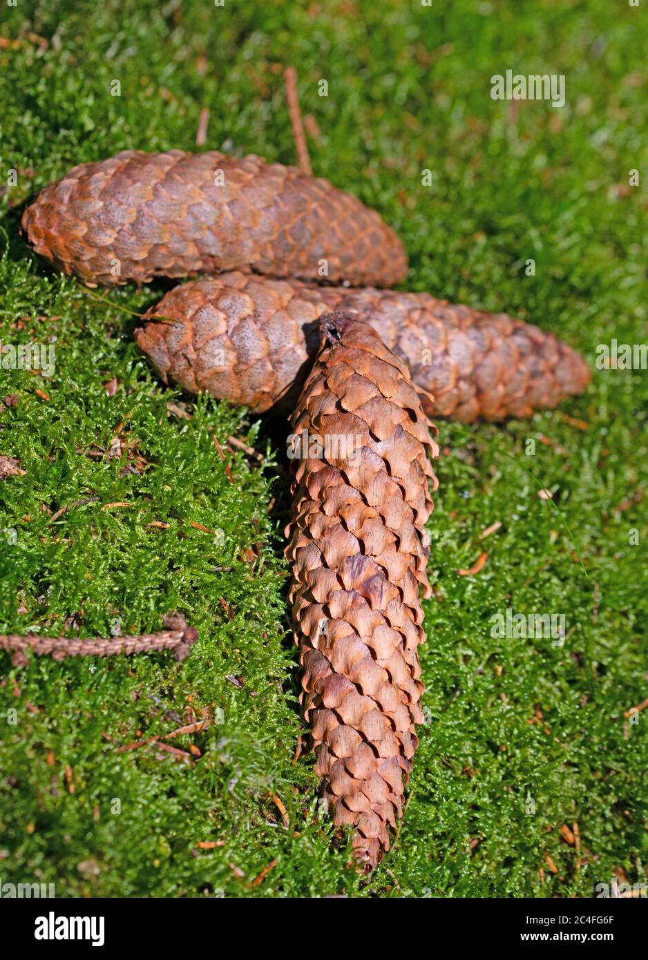Ripe spruce cones on mossy forest floor Stock Photo
