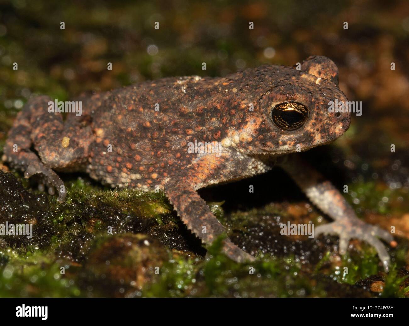Bufo toad dwarf toad; brown toad; cute toad; little frog; Duttaphrynus scaber from Sri Lanka; common toad; toad in bathroom; Schneider's dwarf toad Stock Photo