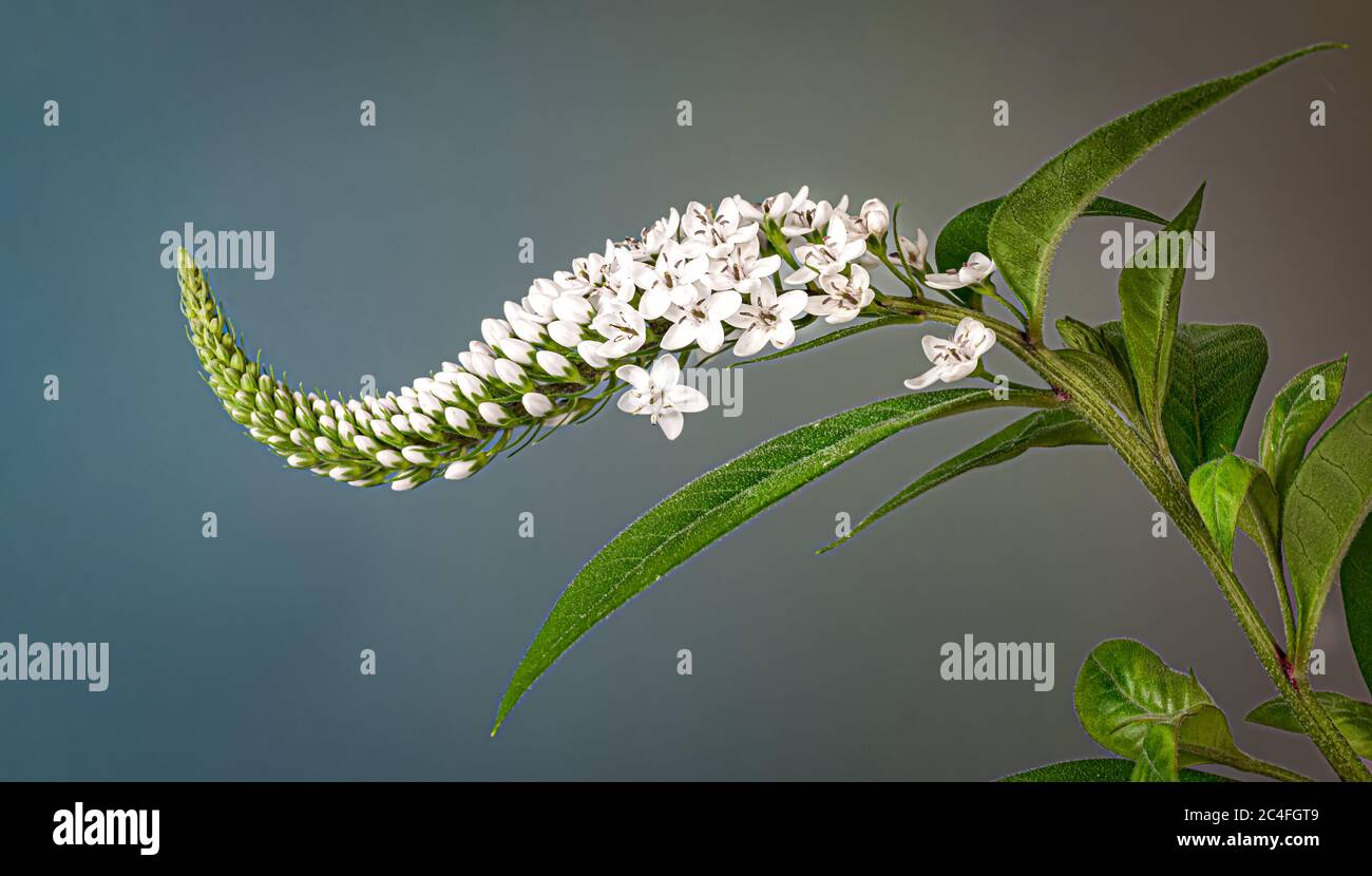 Flower cluster of goosneck loostrife (Lysimachia clethroides) growing in garden. Stock Photo