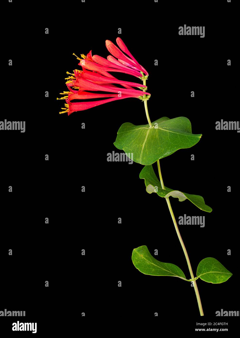 Trumpet honeysuckle (Lonicera sempervirens) flowers and leaves. Note perfoliate leaves at upper end of stem. Stock Photo