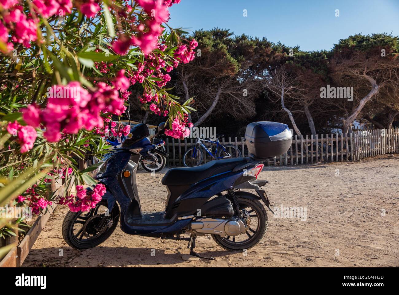 Scooter parked near beach on Formentera in Spain with beautiful flowers  Stock Photo - Alamy