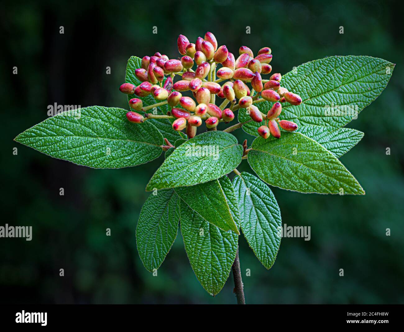 Fruits and leaves of Allegehny viburnum (Viburnum rhytidophylloides), a