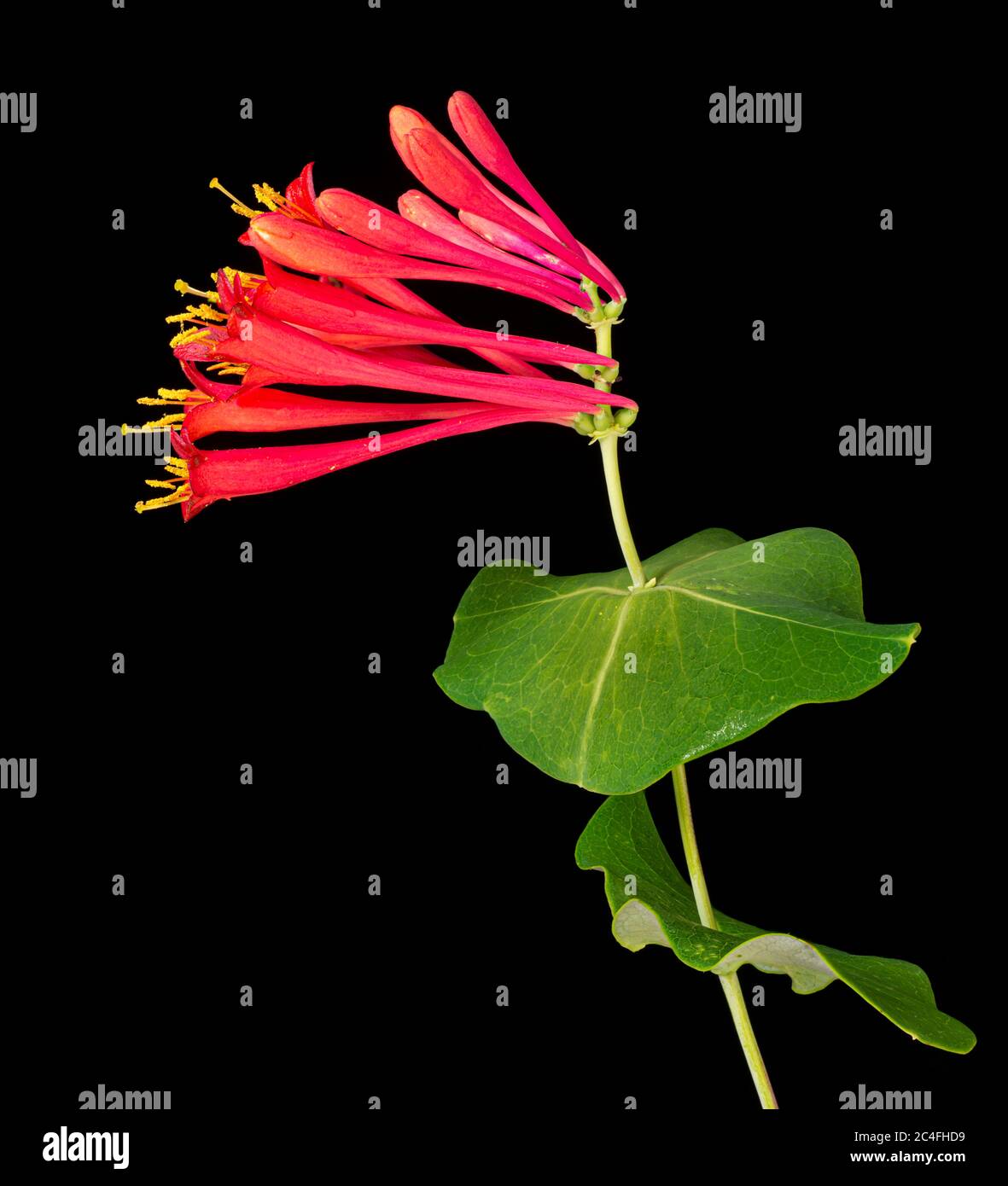 Trumpet honeysuckle (Lonicera sempervirens) flowers and leaves. Note