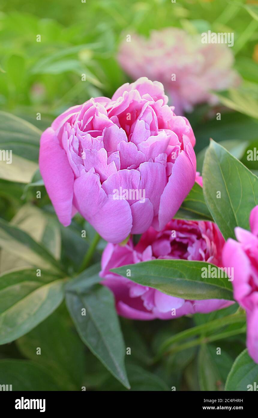 Pink peony with green leaves on blurry bokeh background. Landscape with ...