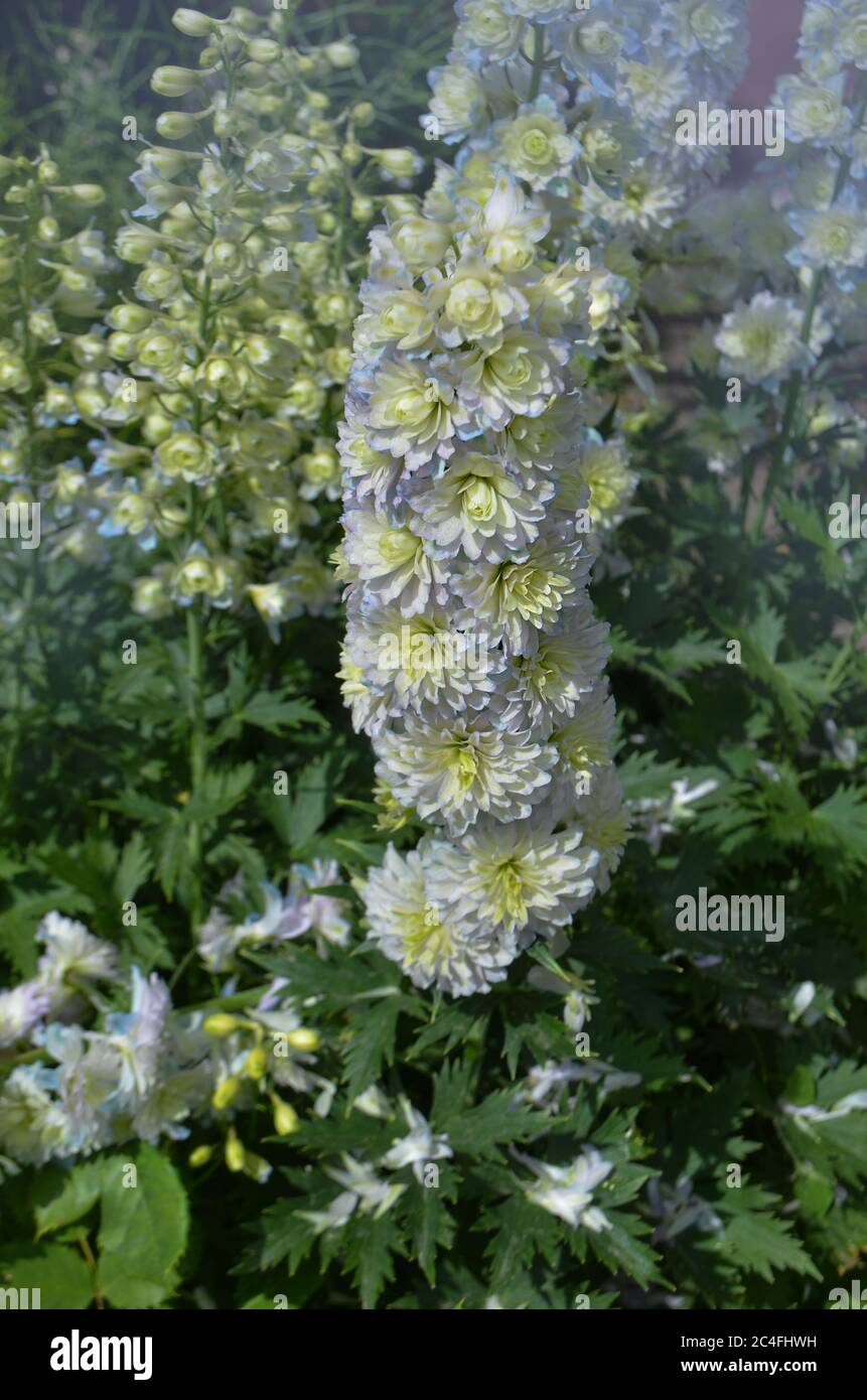 Delphinium Moonlight grows in the garden. Flowers growing on a plant close up. Stock Photo