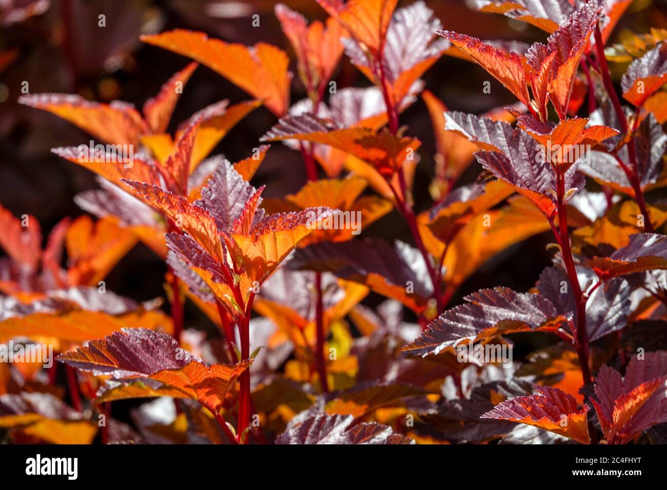 Physocarpus opulifolius Little Angel Stock Photo