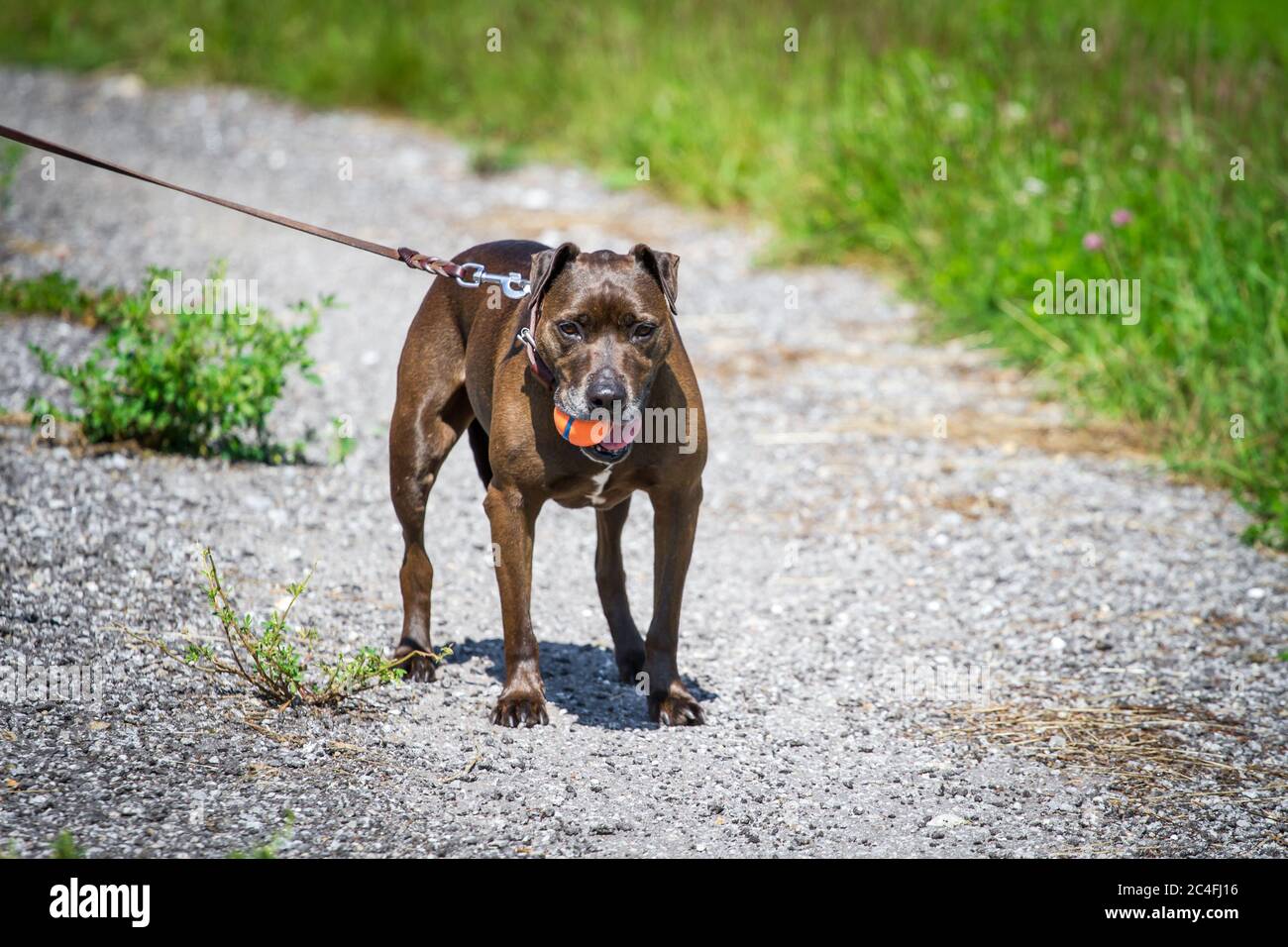 Pit Bull-Mix on a leash carrying a ball Stock Photo
