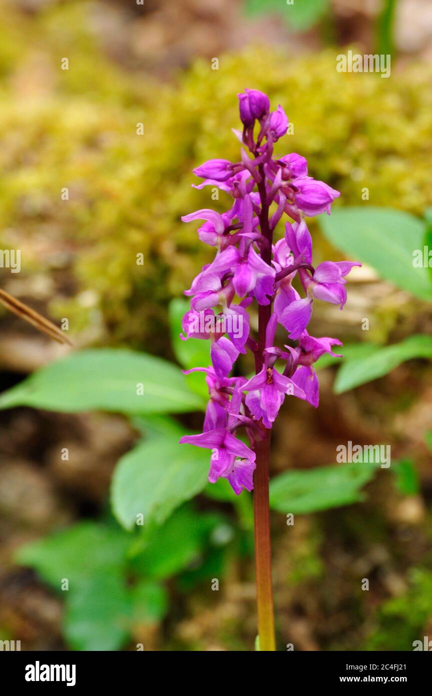 Early Purple Orchid 'Orchis mascula',growing in an ancient woodland in early spring on the Somerset and Wiltshire county border.UK Stock Photo