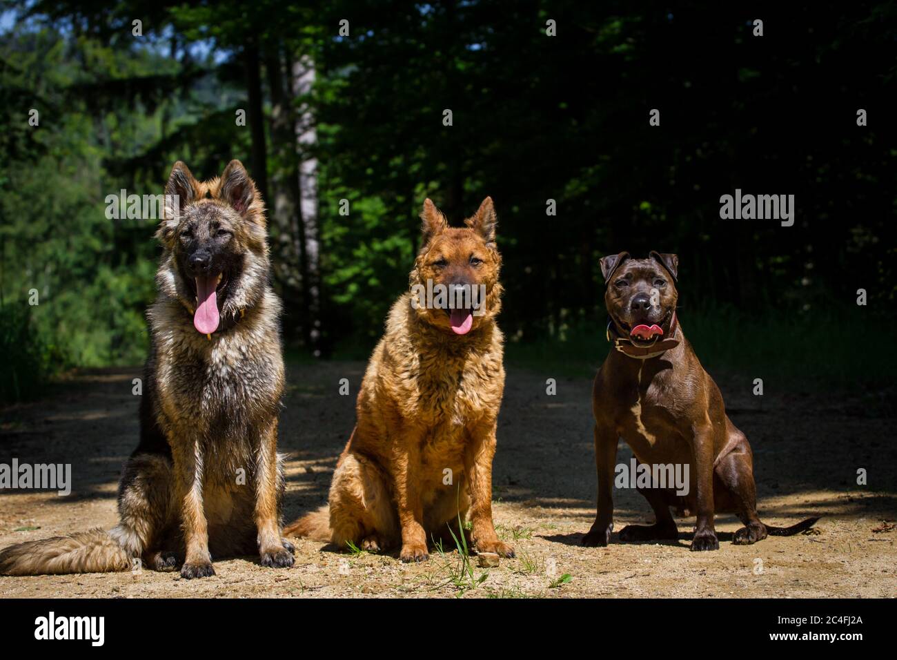 Portrait of a group of three dog friends in the forest (German Shepherd Dog, Old German Sheepdog, Pit Bull-Mix) Stock Photo