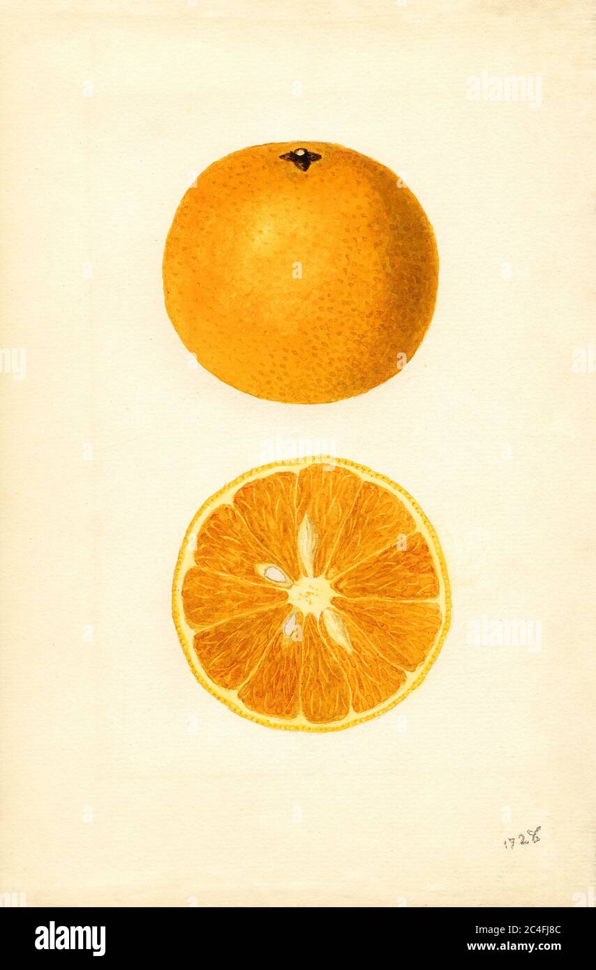 Oranges, Majorca variety, Citrus sinensis, Orlando, Orange County, Florida, USA, Watercolor Illustration by James Marion Shull, U.S. Department of Agriculture Pomological Watercolor Collection, 1937 Stock Photo