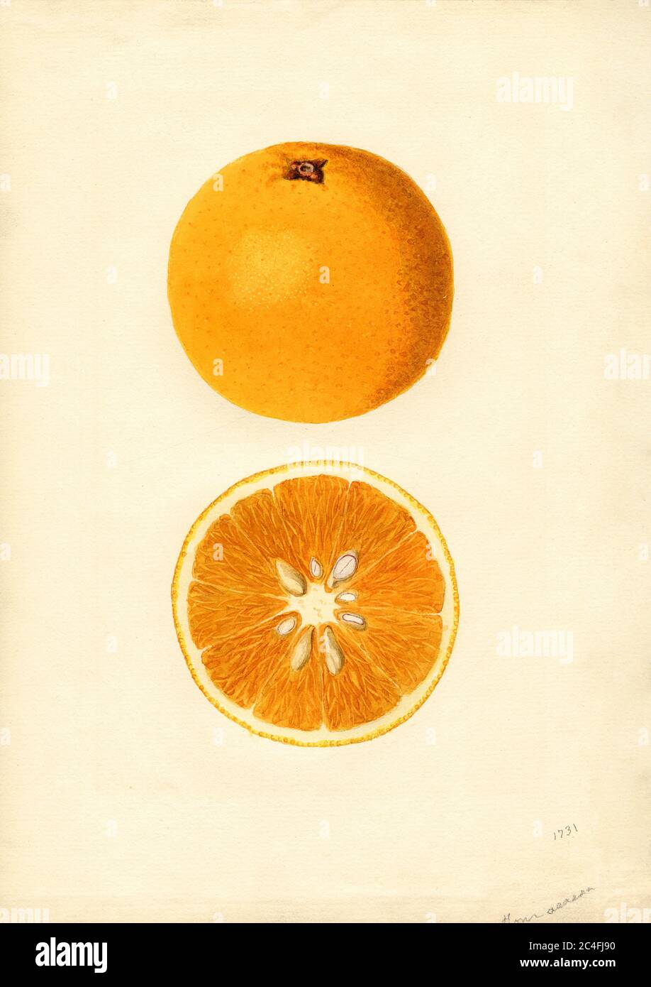 Oranges, Homosassa variety, Citrus sinensis, Orlando, Orange County, Florida, USA, Watercolor Illustration by James Marion Shull, U.S. Department of Agriculture Pomological Watercolor Collection, 1937 Stock Photo