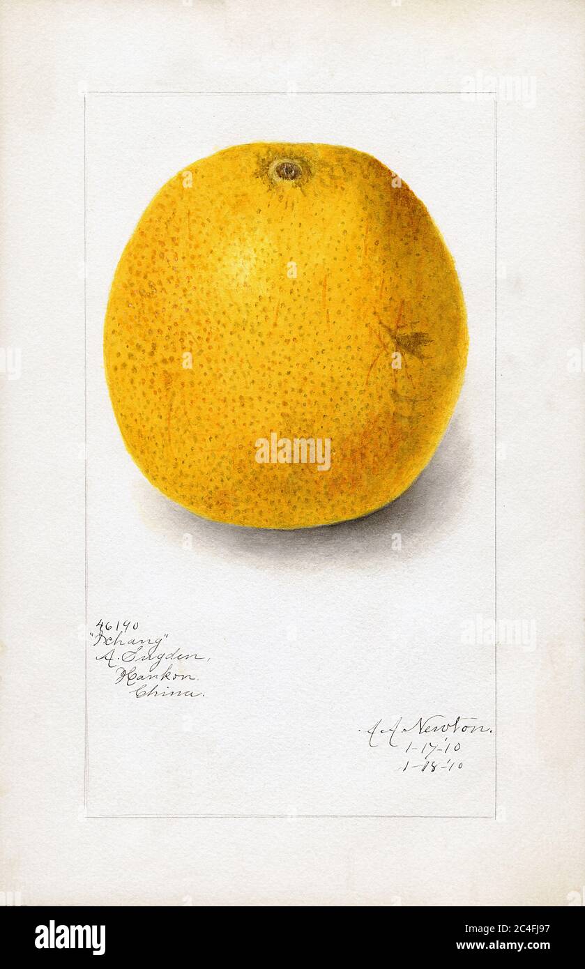 Orange, Ichang variety, Citrus sinensis, Wuhan, Hubei, China, Watercolor Illustration by Amanda Almira Newton, U.S. Department of Agriculture Pomological Watercolor Collection, 1910 Stock Photo