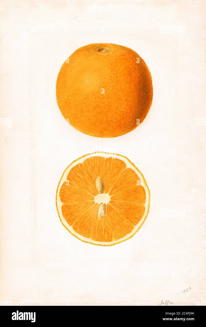 Oranges, Jaffa variety, Citrus sinensis, Orlando, Orange County, Florida, USA, Watercolor Illustration by James Marion Shull, U.S. Department of Agriculture Pomological Watercolor Collection, 1937 Stock Photo