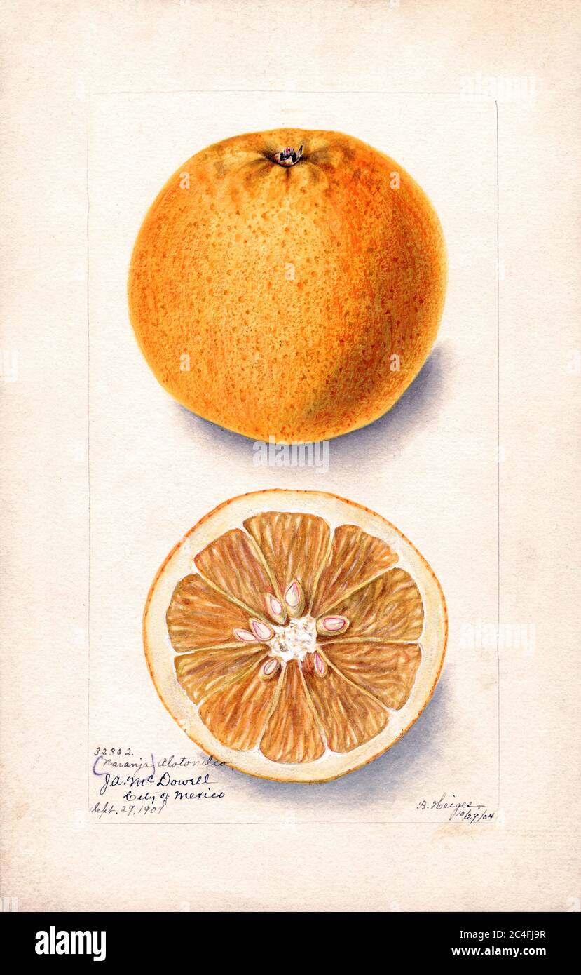 Oranges, Naranja Alotonilco variety, Citrus sinensis, Mexico, Watercolor Illustration by Bertha Heiges, U.S. Department of Agriculture Pomological Watercolor Collection, 1904 Stock Photo