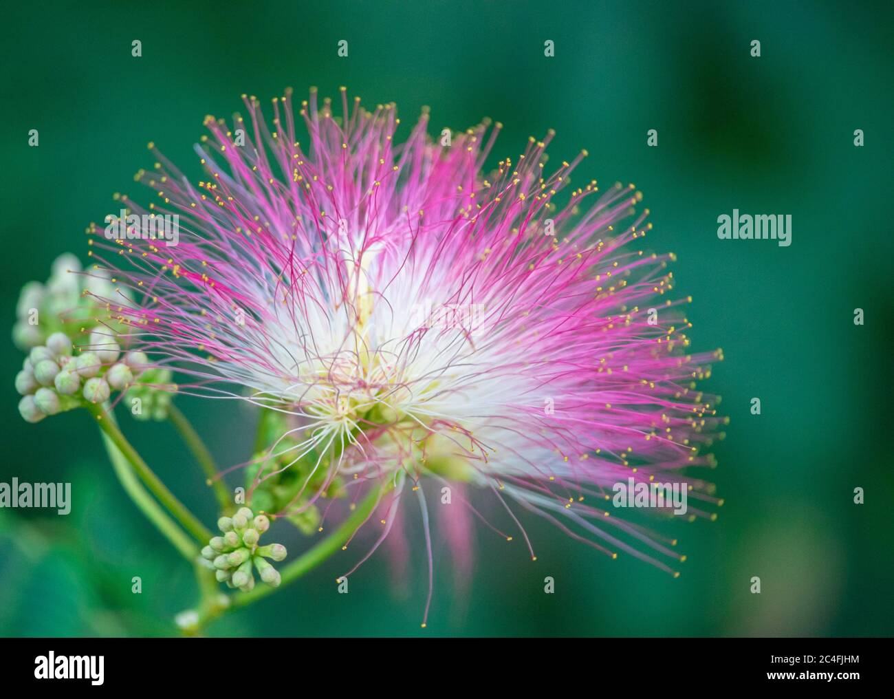 Flower of Lankaran acacia albizia. Albizia julibrissin. Close up Stock Photo