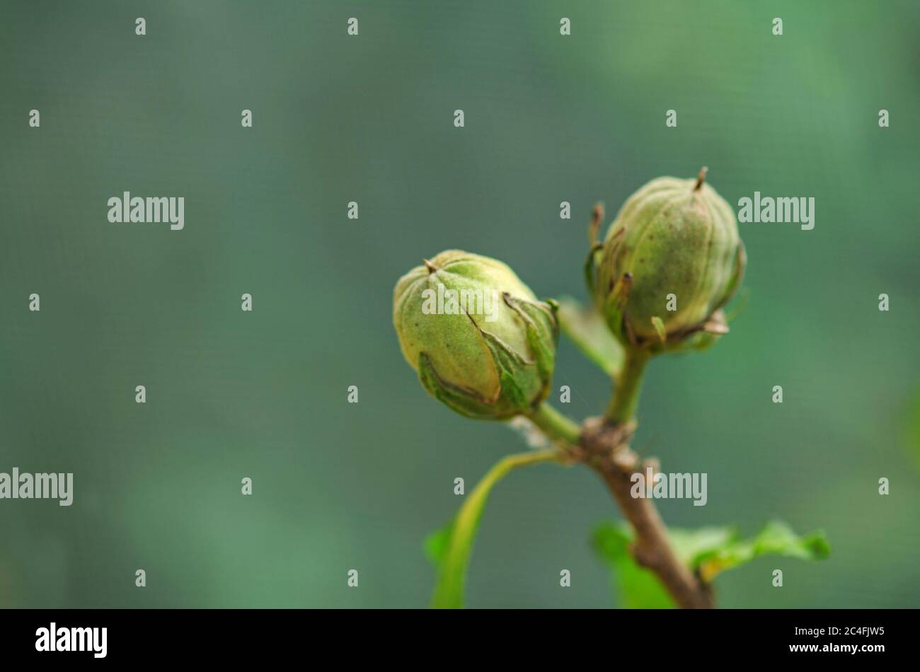 Hibiscus syriacus with seeds. Hibiscus capsules seed pods. Dry hibiscus