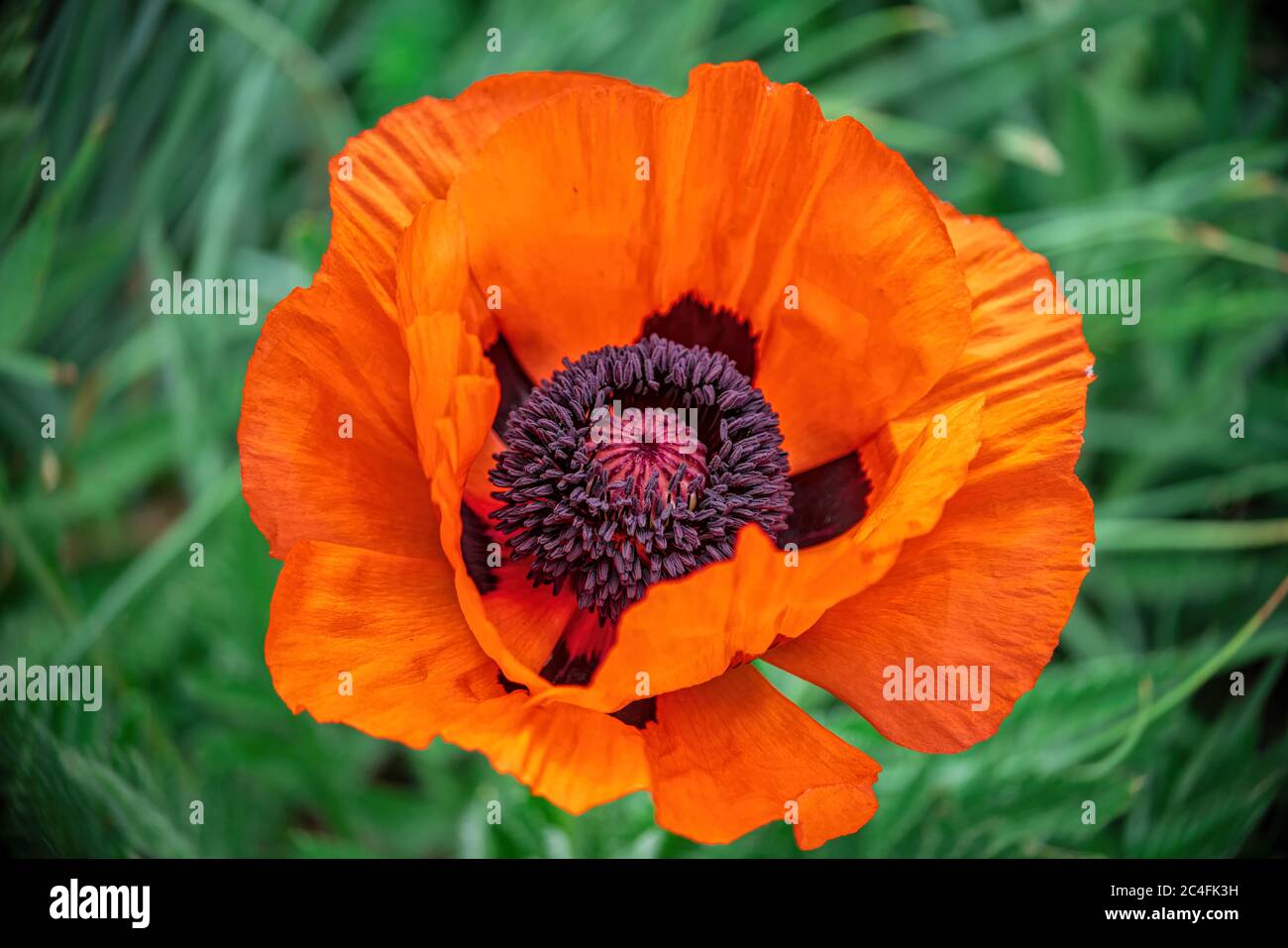Closeup shot of a large orange poppy, single flower on leaf background Stock Photo