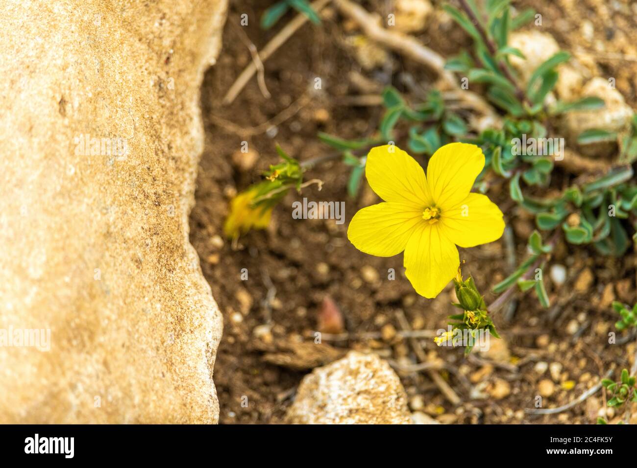 Yellow flowers and pebbles hires stock photography and images Alamy